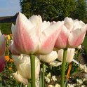 Tulipa double hative 'Montreux' PB 13